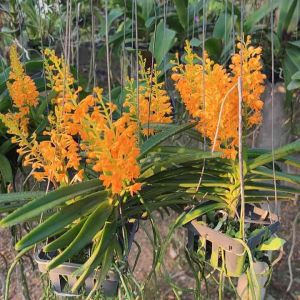 กล้วยไม้เอื้องเข็มแสดในกระถาง 3.5 นิ้วฤดูดอกกุมภาพันธ์ถึงมีนาคม