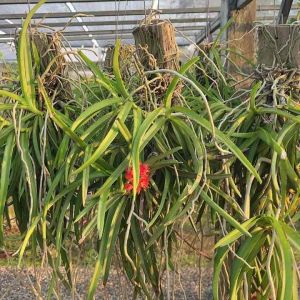 กล้วยไม้เข็มแดง ฟรอมสวย มีหลายต้น ฤดูดอกมีนาคม-เมษายน