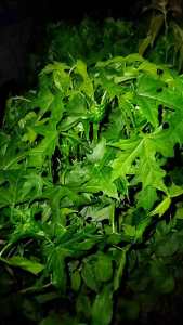 Daun pepaya jepang segar organik