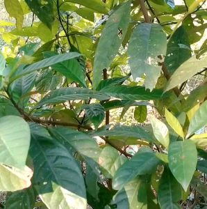 1kg lá lấu tươi 50k (chữa đau sâu răng)
