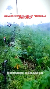 JARING BURUNG PERKUTUT #10 JALA PERKUTUT LOKAL JARING PIKAT KUTUT JARING JEBAK PERKUTUT JALA JEBAK JARING BURUNG PERKUTUT LOKAL JARING BURUNG PERKUTUT MURAH SUDAH SIAP PAKE JARING JEBAKAN BURUNG JARENG MANUK KUTUT JARING MANOK KUTOT JARING BURUNG