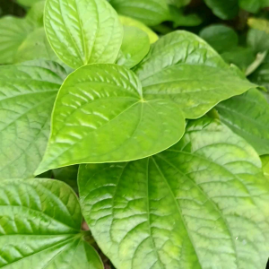 Anak Pokok Herba Kaduk / Piper Sarmentosum