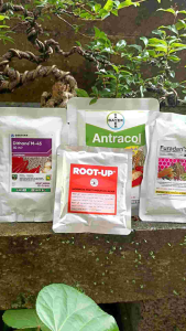 Pupuk Perlengkapan Bonsai Kemasan Ekonomis