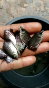 paket Gurame  soang jempolan +pakan