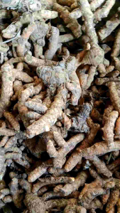 kunyit kuning segar 1kg dipetik ketika ada pesanan/kunir segar/kunyit segar