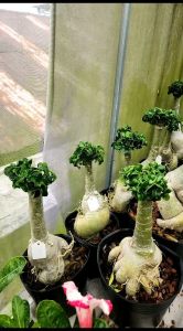 Adenium Kemboja Taiwan Mini ID Mi Yi Xia/台湾迷你ID迷一夏