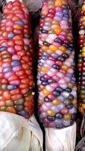 15 BUTIR BIJI/BENIH JAGUNG PELANGI | GLASS GEM CORN