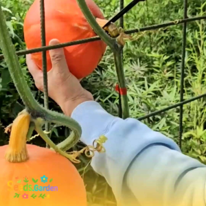 12 BUTIR BIJI/BENIH TANAMAN LABU JEPANG KABOCHA