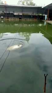 Essen Sero Khusus Ikan Patin & Bawal Liar Sungai