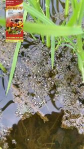 SIÊU SÂU 777 440 EC - CHUYÊN TRỊ SÂU ĐỤC THÂN - S.ÂU KHOANG-BỌ TRĨ HẠI CÂY TRỒNG