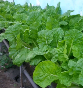 (KEMASAN PREMIUM) BIJI | BENIH SAYURAN SAWI SAMHONG KING