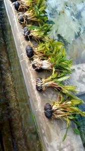Tanaman Aquascape Cryptocorine Wenditi & Media Wabikusa