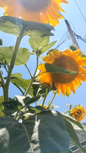 Sunflower Seeds - 15 pcs