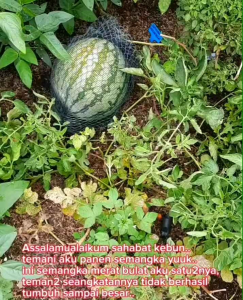 (ELDORA SEEDS) BIJI | BENIH TANAMAN SEMANGKA BULAT MERAH