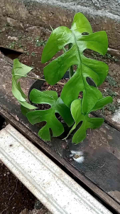 Tanaman Hias Monstera Rhapidopora & Monstera Tetrasperma