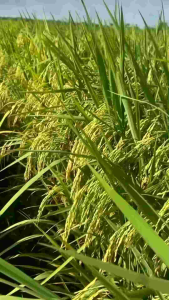 Pupuk cair organik Booster crop cure - Pemacu Bunga & Buah Panen Lebih Cepat & Melimpah Serta Mengandung Perekat Hijau Tanaman