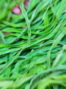 Rau Tiến Vua Khô - Hàng loại ngon non xanh giòn - Túi 500g
