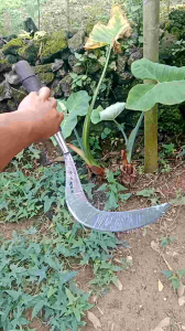 Arit rumput baja per murni sepuh tua (SUDAH DI ASAH)