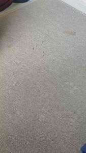 {NEW} KAIN YOURIST PREMIUM | YORIST EXCLUSIVE | YORIST POLOS