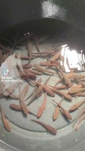 SALE 1 EKOR BELIDA BANGKOK UK 6-8CM