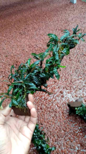 Buchepalandra Media Akar Kayu Raksamala & Tanaman Aquascape