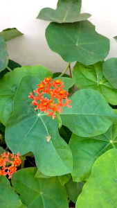 หนุมานนั่งแท่น (ขายแบบถอนต้น)