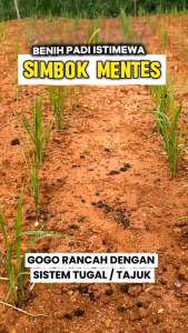 BENIH PADI IN-HIBRIDA SIMBOK SUPER ORIGINAL 5kg