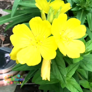 50 BUTIR BIJI/BENIH BUNGA PRIMROSE KUNING