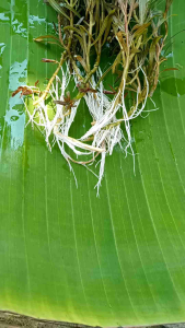 Red Cross Tanaman Aquascape Hiasan Aquarium