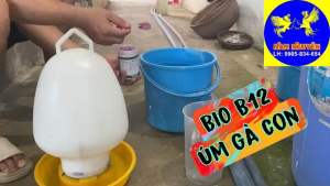 Bio B12 Úm gà con Gà Đá Hủ 100G Thái Lan