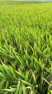 BENIH BIBIT PADI UNGGUL THAILAND JUMBO BERBOBOT BANYAK KEMASAN 1KG