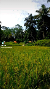 pengusir burung pipit di sawah sangat ampuh sekali
