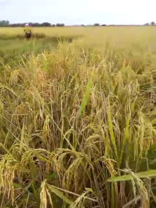 BENIH PADI CIBATU 06 kemasan 10kg