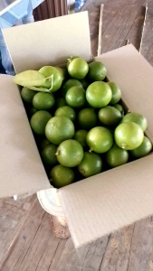 มะนาวแป้นสดลูกใหญ่2กก.35บ.