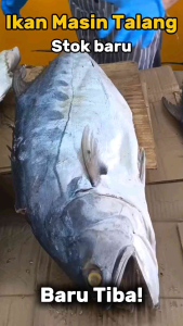 Ikan Masin Talang (Isi ikan 200 gms/Tulang ikan 300 gms)