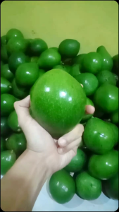 Buah Alpukat Mentega 1Kg Isi 4-6 Buah