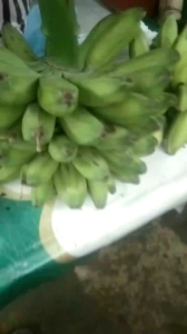 Pisang Klutuk: Pisang Organik & Diet