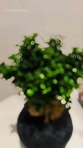 Murraya Dwarf Bonsai 达摩九里香 Kokedama Moss Ball | Indoor Bonsai Plant | Feng Shui Lucky Plant | Letsplant 手作苔玉