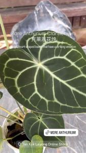 TKL - Rare Anthurium Clarinervium/Anthurium Forgetii/Hybrid Forgetii Crystallinum 克莱恩花烛/盾叶花烛