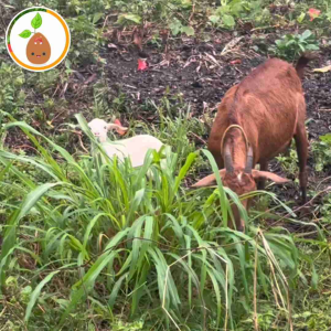 Mombasa Guinea Grass 6000 Seeds Forage Seeds Good for Livestocks