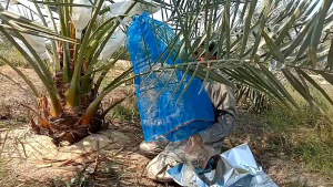 แบรนด์ถุงห่ออินทผาลัมขนาดไซส์ กว้าง 50 ยาว 90 cm สั่ง 1 ครั้งชุดละ 10 ใบ ป้องกันเชื้อราและแมลง รับประกันคุณภาพใช้งาน 4-5 ครั้ง