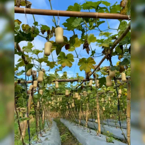 3 BIJI BENIH LABU WINTER WALTHAM BUTTERNUT