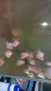 Goldfish ryukin 2~3inci (GRED A)