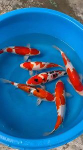 🇯🇵🎏 Japan Momotaro Kohaku & Sanke Jumbo Tosai 40–45cm | Japanese Koi Fish | RM1800 per Koi