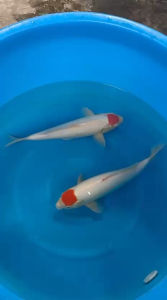 🇯🇵🎏 Japan Momotaro Tancho Jumbo Tosai 40–45cm | Japanese Koi Fish | With Certificate | RM2800 per Koi