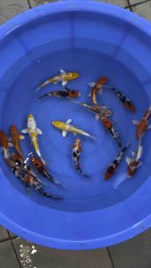 🇯🇵🇲🇾 Japan Bloodline Local Bred Koi 4–5” High Grade | 18pcs Combo Set | RM1765 + RM60 Shipping | Japanese Bloodline Koi Fish