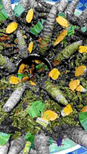 น้ำมันนวด เลียงผาแท้ 30 กรัม คุณสมบัติของแท้ 100 มล น้ำมันทาบาดแผล 100 มล น้ำมันว่านร้อยแปด 1 ลบ