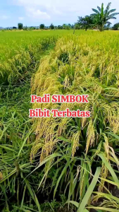 (5KG) BENIH BIBIT PADI ASLI SUPER ISTIMEWA INHIBRIDA SIMBOK F2 SUPER MENTES GENJAH BERKUALITAS TERBAIK
