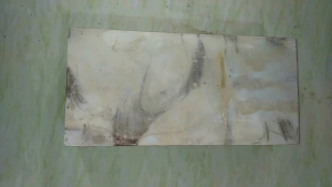 Bibit stek singkong kuning 10 biji panjang 30 cm pohong keju buat tape kripik tenggeng ubi kayu