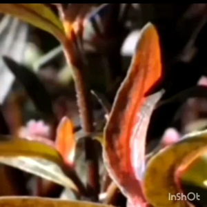 Ready Stock)  红田乌Keremak Merah (Anti-strok 中风)0号100粒/Capsules(送茶包)